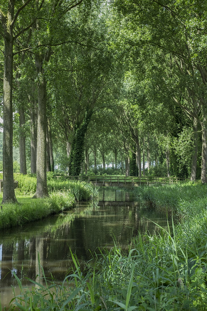 Bruges, Signora, canale, luce, natura, Belgio, albero