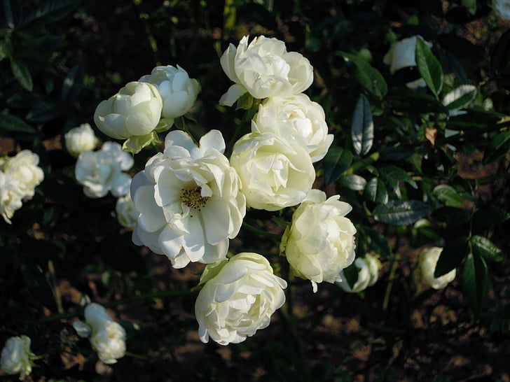 Роза, Rosa multiflora, бяло, Тайпе