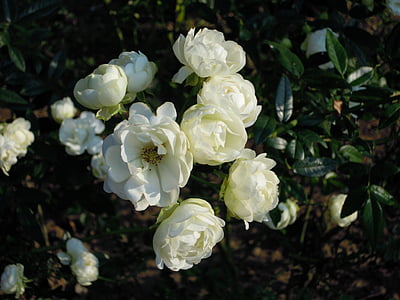 ruža, Rosa multiflora, bijeli, Taipei