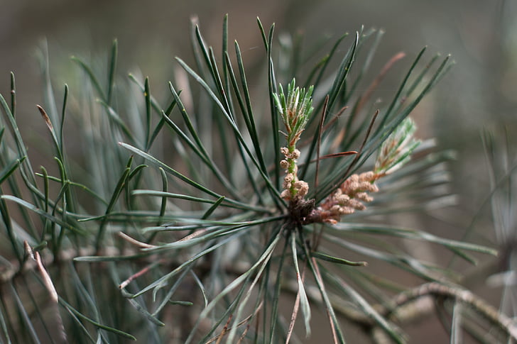 scots pine, leaves, tree, pine