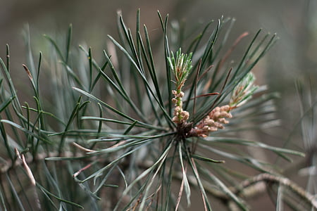 Scots pine, listi, drevo, bor