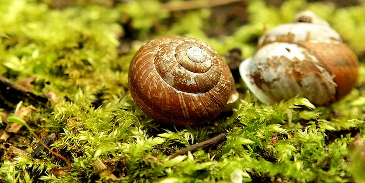snail, shell, green, garden, moss, close, mollusk