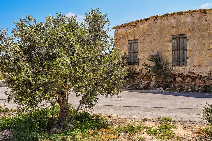 Olivenbaum, altes Haus, aufgegeben, im Alter von, verwittert, Verfall, Architektur