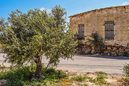 oliivipuu, vana maja, mahajäetud, vanuses, päevinäinud, lagunemine, arhitektuur