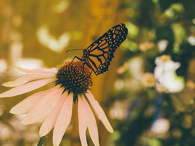 papillon, insecte, fleurs, nature, jardin