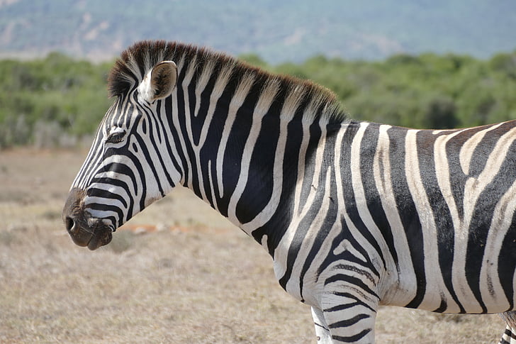 Zebra, Addo, nemzeti park, Afrika, vadon élő állatok, szafari állatok, csíkos