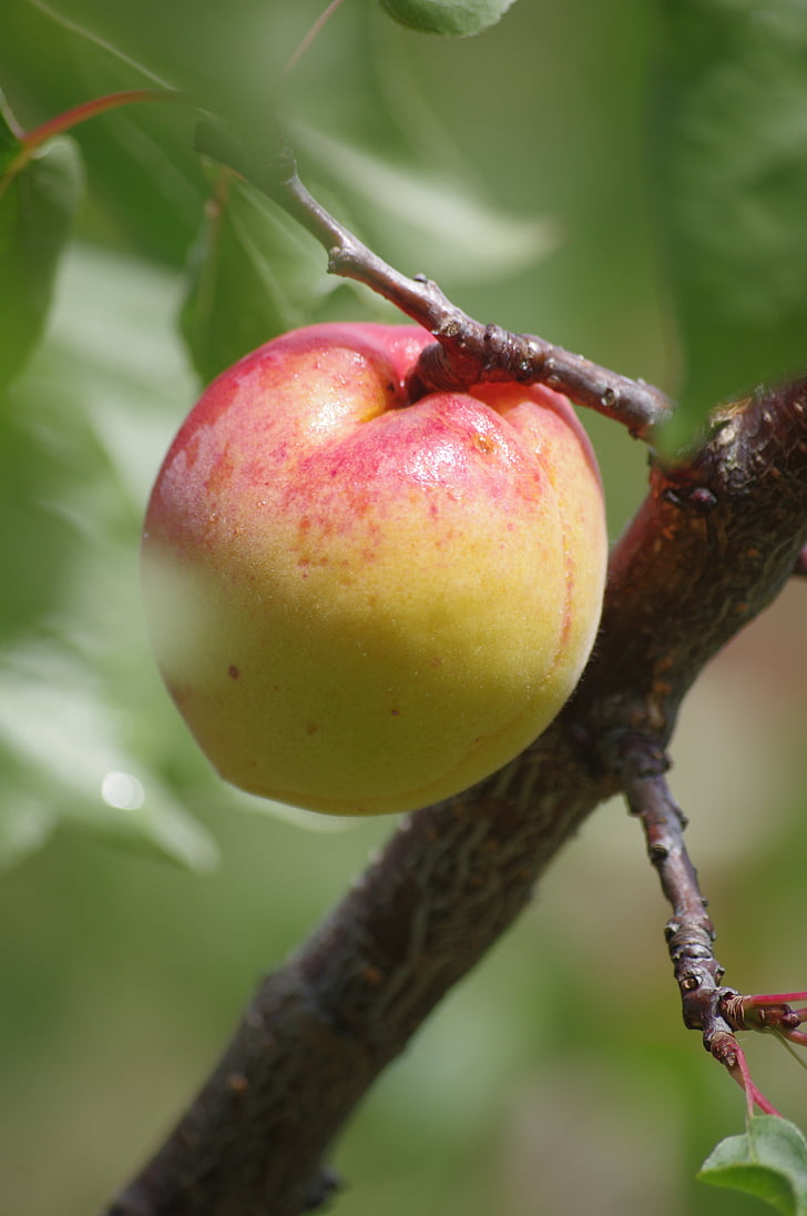 Abrikos, frugt, Orchard