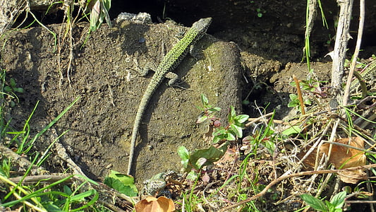 reptil, Kadal, mengkilap, pemakan serangga, hewan, batu, dinding batu