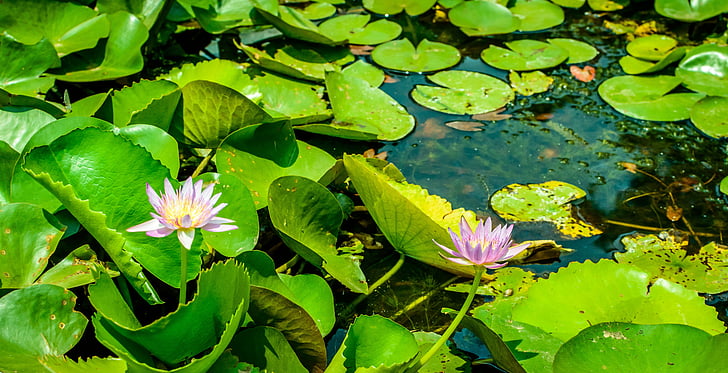 Lotus, Lac, étang, tête de graine de Lotus, fleur, été
