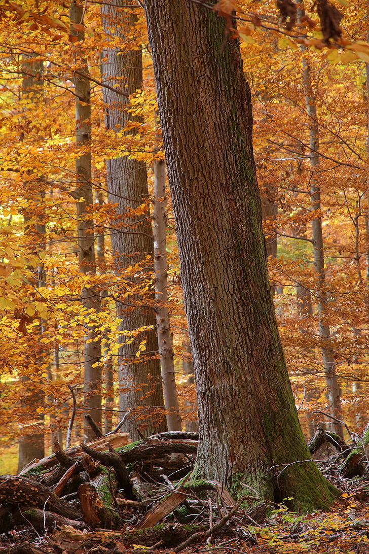 skov, efterår, løv, Deadwood, træ, natur, skov