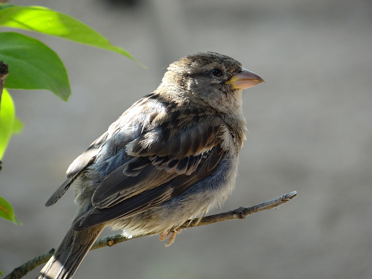 Sparrow, oiseau, plume, aile, fermer, Sweet, animal