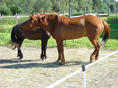 the finnish horse, horse, chestnut, gelding
