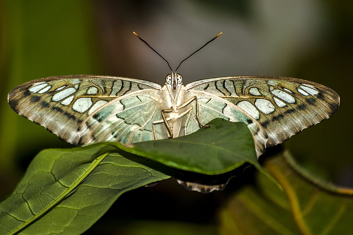 motýl, hmyz, Příroda, zvíře, motýl - hmyzu, zvířecí křídlo, detail