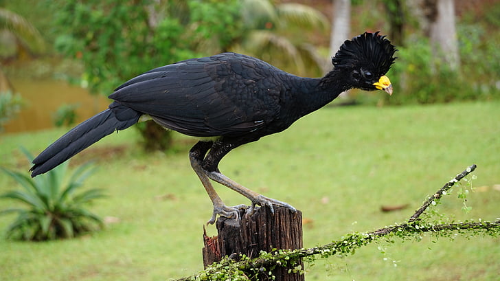 veliko curassow, ptica, Kostarika, črna, sedeli