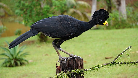 great curassow, bird, costa rica, black, perched