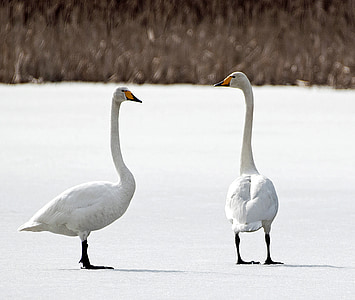 winter, frost, swan, finnish, ice