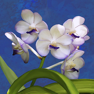Orquídea, ascocenda, planta, Vanda, Blanco, púrpura, violeta