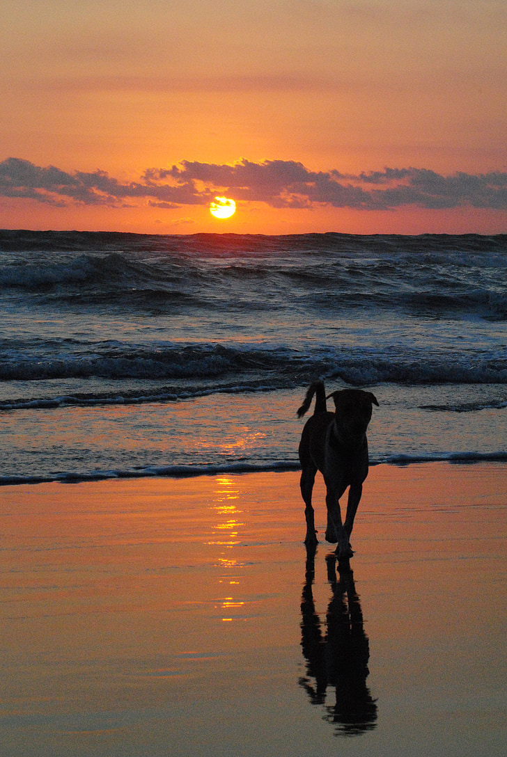 beach, dog, sunset, silhouette, sea, animal, ocean
