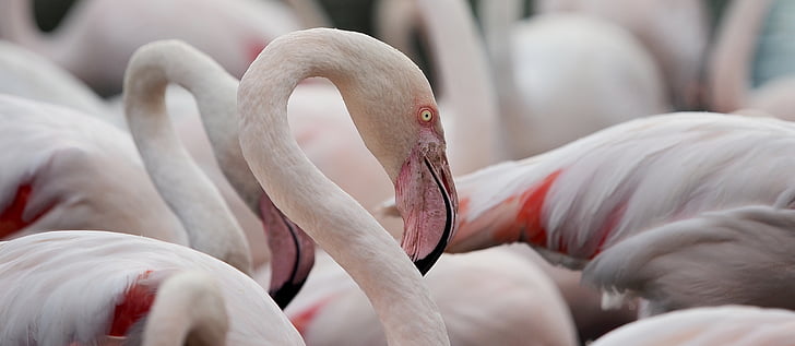 Flamingo, porträtt, större flamingo, Phoenicopterus roseus, fågel, Rosa, Vada