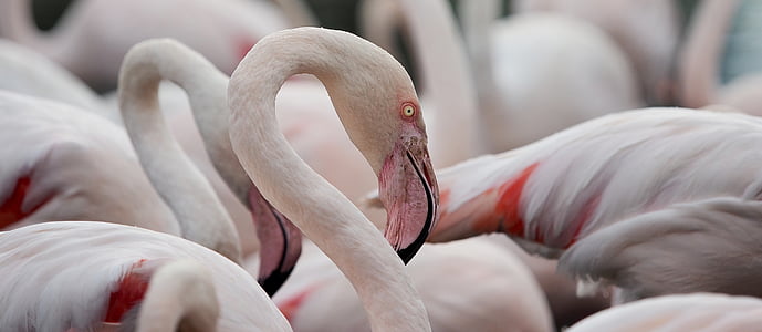 Flamingo, portret, mare de flamingo, phoenicopterus roseus, pasăre, roz, trecere prin vad