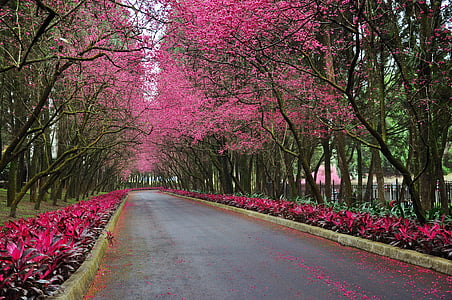 körsbärsblommor, Road, Trail, blomma, landskap, träd, naturen
