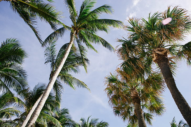 nature, palm trees, paradise, sky, trees, tropical, tree