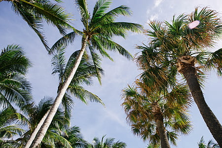 priroda, palme, raj, nebo, stabla, tropska, drvo