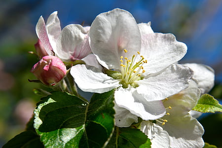 flor de árvore de maçã, flor, flor, flor de maçã, Branco, árvore de maçã, natureza