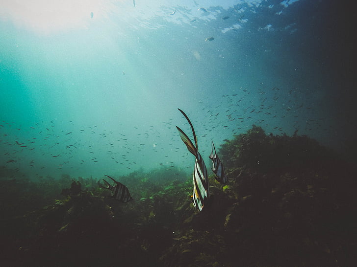 school, fish, underwater, seaweed, sea, blue ocean, dive light