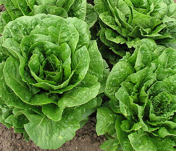 lettuce, fresh, harvest, green, vitamins, leaf, cuisine