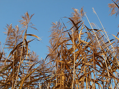 phragmites, reed beds, common, plant, reed, wetland, nature