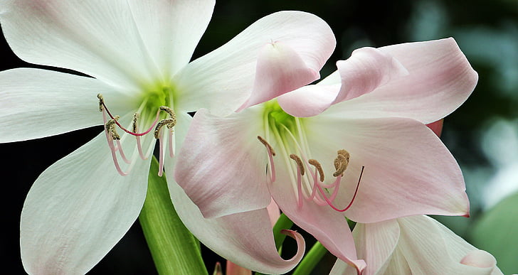 Amaryllis, Knights star, Amaryllis plante, blomst, blomster, sommer, haven