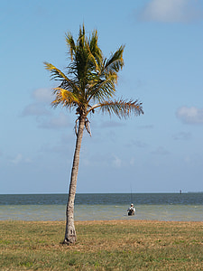 AGN, Everglades nationalpark, Flamingo campingplatsen, paradis, fiskaren, havet, Ocean
