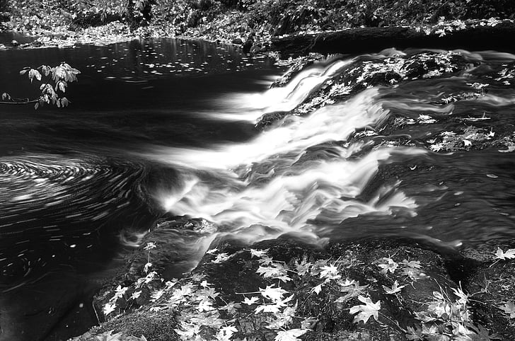 en noir et blanc, feuilles, à l’extérieur, rivière, rocheux, flux de données, eau