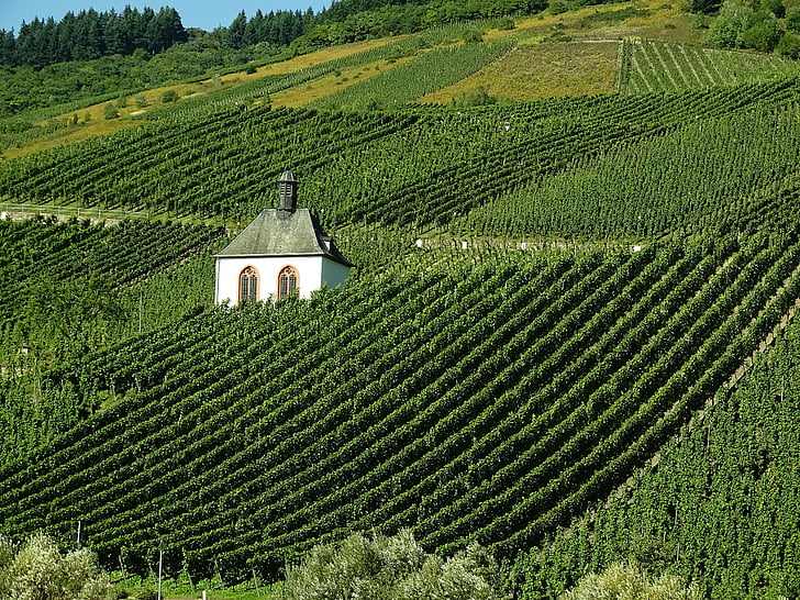 vinya, vi, paisatge, Mecklemburg-Pomerània Occidental, viticultura, tardor, anyada