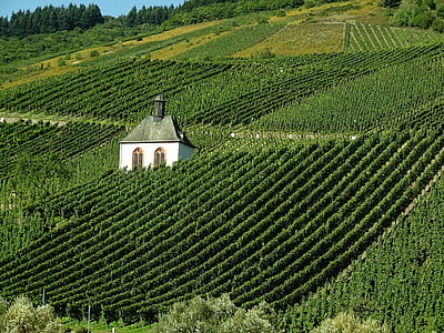Winnica, wino, krajobraz, Mosel, uprawa winorośli, jesień, Vintage