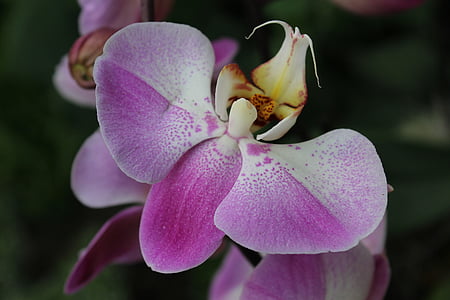 flor, orquídia, pètal, botànica, tropical