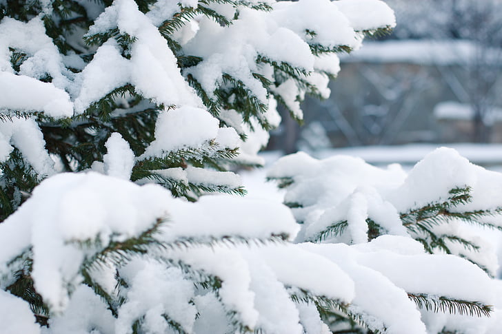 spruce, snö, snöfall, snödriva, snöflinga, julgran, gren