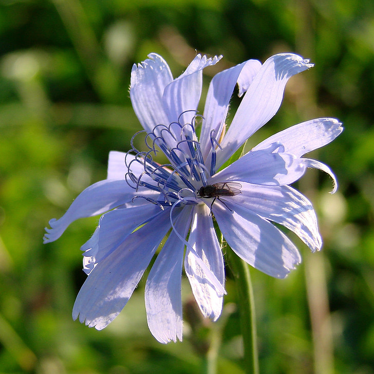 μπλε λουλούδι, λουλούδι, εντόμων γεύμα, έντομο, μπλε, γεύμα, φύση