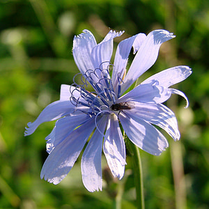 flor azul, flor, refeição de inseto, inseto, azul, refeição, natureza
