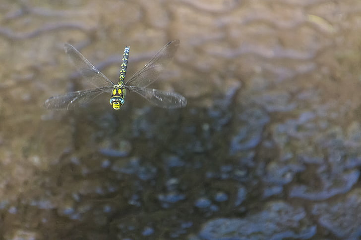 Dragonfly, putukate, loodus, tiib, roheline dragonfly, lennu, lennata