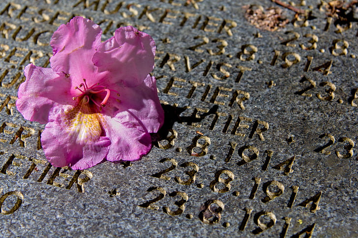 grob, ruža, kamena, spomenik, Prvi svjetski rat, cvijet, latica