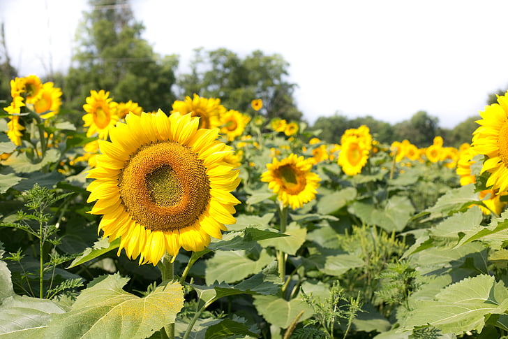sunflowers, field, flowers, summer, sunflower, yellow, nature