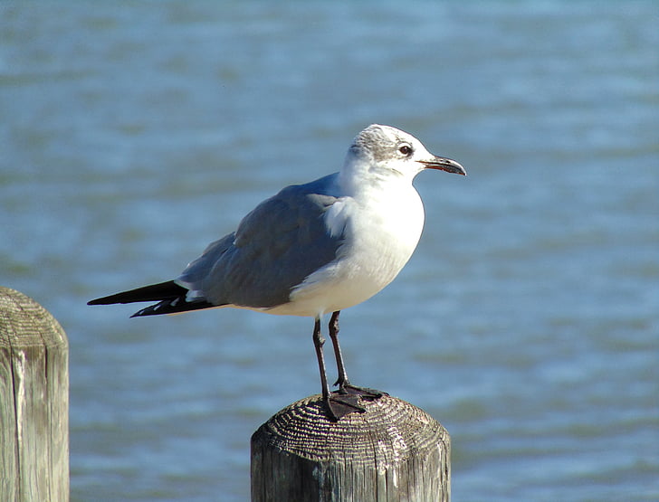 Golfo, pájaro, Seagull, Bahía, flora y fauna