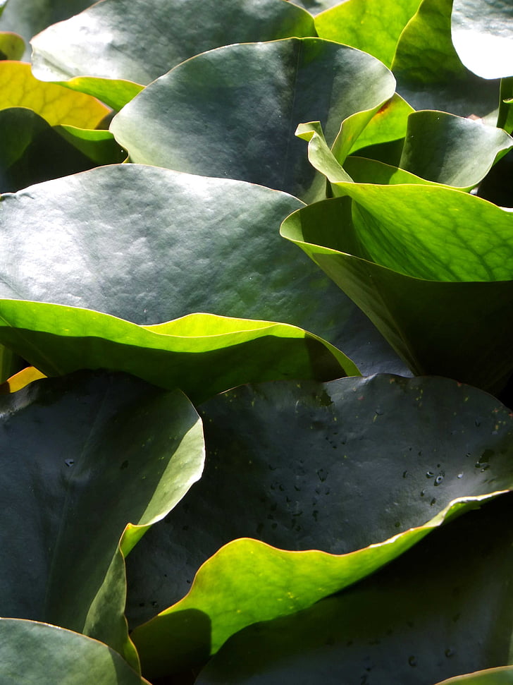 zelena, biljka, prirodni, vodeni ljiljan list, list