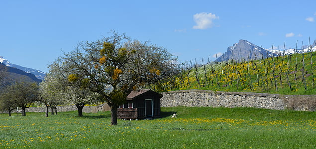 landscape, vineyards, vineyard, nature, mountain, cottage, tree