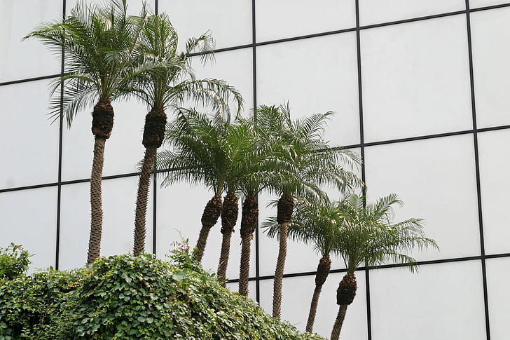 palm trees, glass facade, architecture, miami, skyscraper, florida, abstract