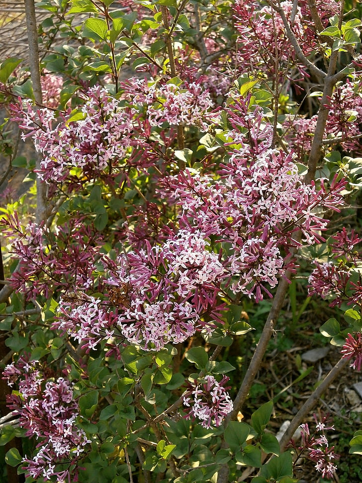 Lilla, fiori viola, viola, Oleaceae, arbusto, natura, fiore
