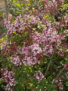 lilac, purple flowers, purple, oleaceae, shrub, nature, flower