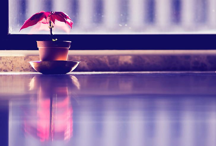 interior, plant, red, reflection, reflex, window, coffee cup